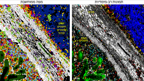 תמונה של סרטן עור מסוג מלנומה. ימין: כל צבע מראה חלבון שונה ברקמה. שמאל: מפה ממוחשבת של התמונה הימנית. תאים חיסוניים מסוגים שונים (אדום וצהוב) מתקשרים עם תאי הגידול (כחול). הניסוי הובל בידי סמיחה מתוולי