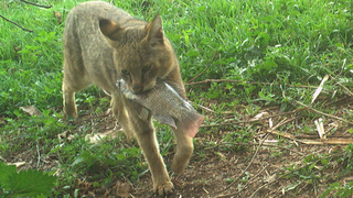 חתול ביצות עם דג בפיו