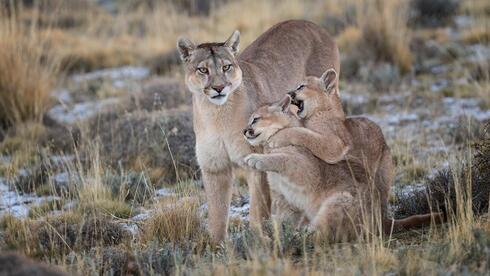 רופסטרה עם שניים מגוריה