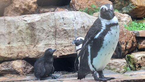 הפינגויוין הצעיר בחצר הפינגווינים