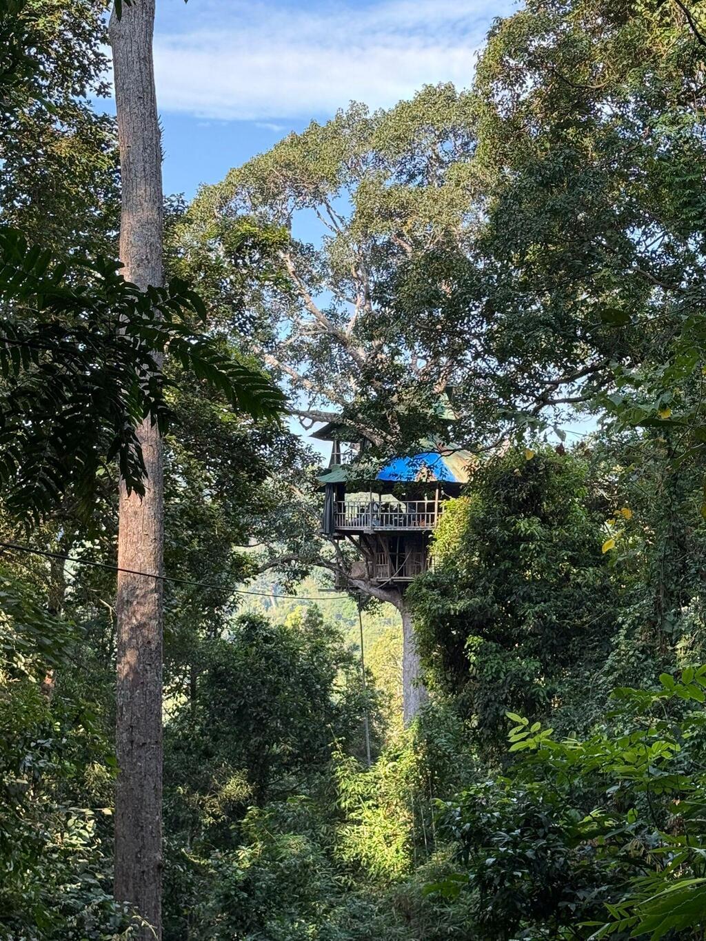 Photo: Assaf Kamar בית העץ בלב הג'ונגל