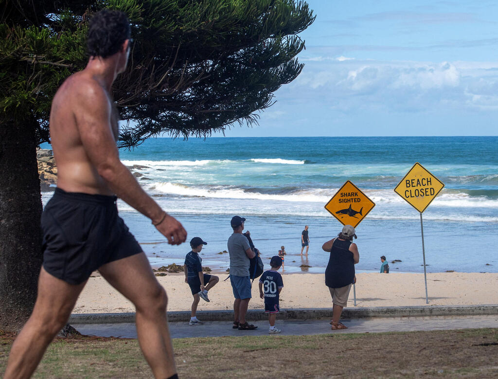 אוסטרליה חוף סגור סידני בגלל תקיפות כרישים כריש