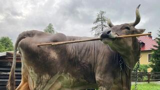 הפרה ורוניקה מגרדת את גופה בזמן שהיא מחזיקה שני מקלות בפיה