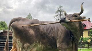 הפרה ורוניקה מגרדת את גופה בזמן שהיא מחזיקה שני מקלות בפיה