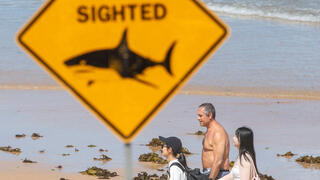 אוסטרליה חוף סגור סידני בגלל תקיפות כרישים כריש