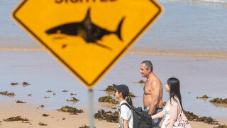 אוסטרליה חוף סגור סידני בגלל תקיפות כרישים כריש