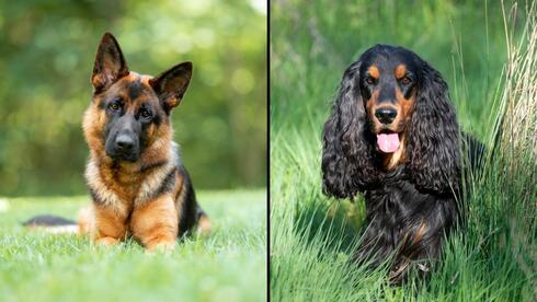 קוקר ספניאל (מימין) ורועה גרמני – שני כלבים שנבדלים זה מזה, בין היתר, באורך ובצורך האוזניים