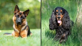 קוקר ספניאל (מימין) ורועה גרמני – שני כלבים שנבדלים זה מזה, בין היתר, באורך ובצורך האוזניים