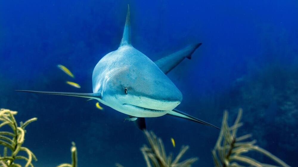 כריש שורי אוסטרליה