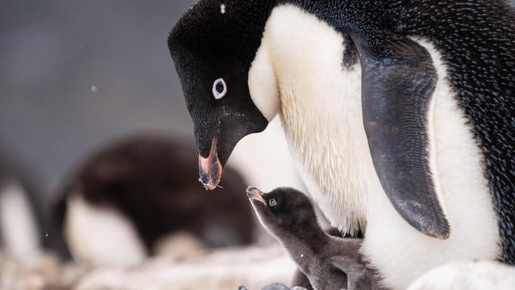 פינגווין אדלי וגוזל