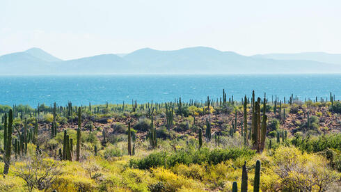 שדה קקטוסים בבאחה קליפורניה