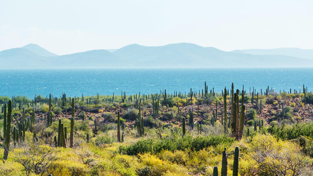 שדה קקטוסים בבאחה קליפורניה