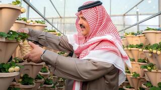 גידולי תותים  ב סעודיה אזור חאיל