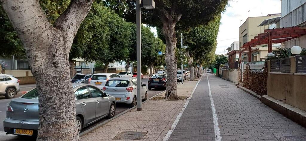 שדרת עצי פיקוס בתל אביב