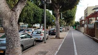 שדרת עצי פיקוס בתל אביב