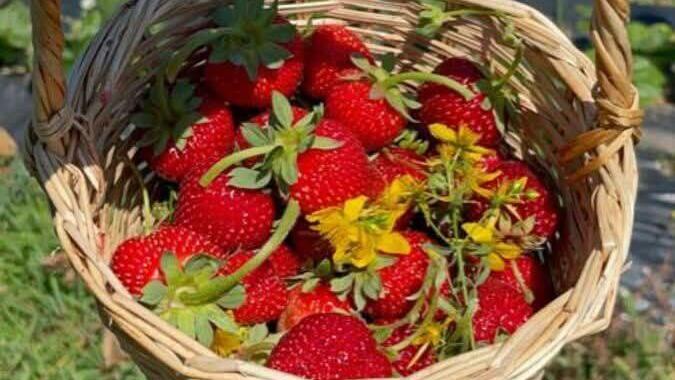 קטיף תותים ב ירדן