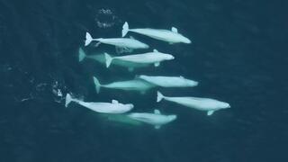 לבנתנים שוחים במפרץ בריסטול שבאלסקה