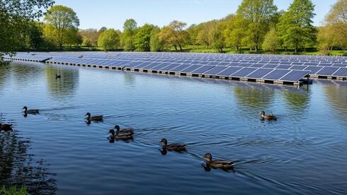ברווזים ליד פאנלים סולארים