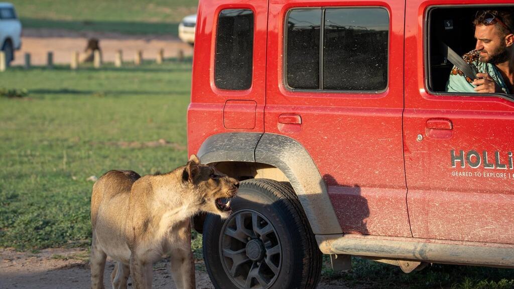 אריה צעיר וחסר פחד