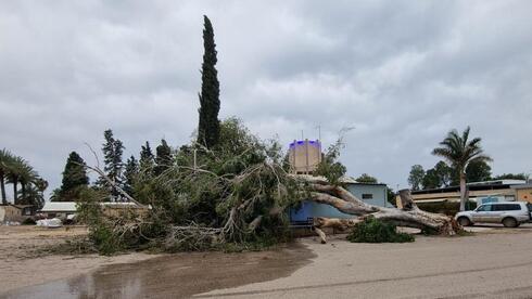 עץ פיקוס בן 89 שנה נפל בשער הגולן בשל הרוחות החזקות