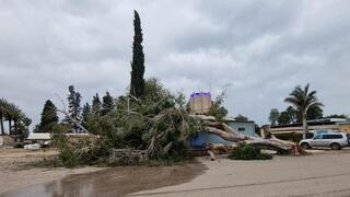 עץ פיקוס בן 89 שנה נפל בשער הגולן בשל הרוחות החזקות
