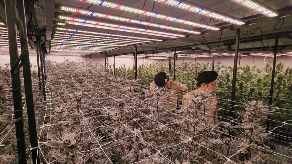 ישראלי נעצר בגין הפעלת חוות קנאביס לא חוקית בקראבי