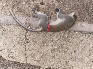 הקוף נמצא בכביש 40 ללא רוח חיים