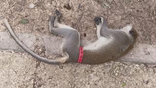 הקוף נמצא בכביש 40 ללא רוח חיים