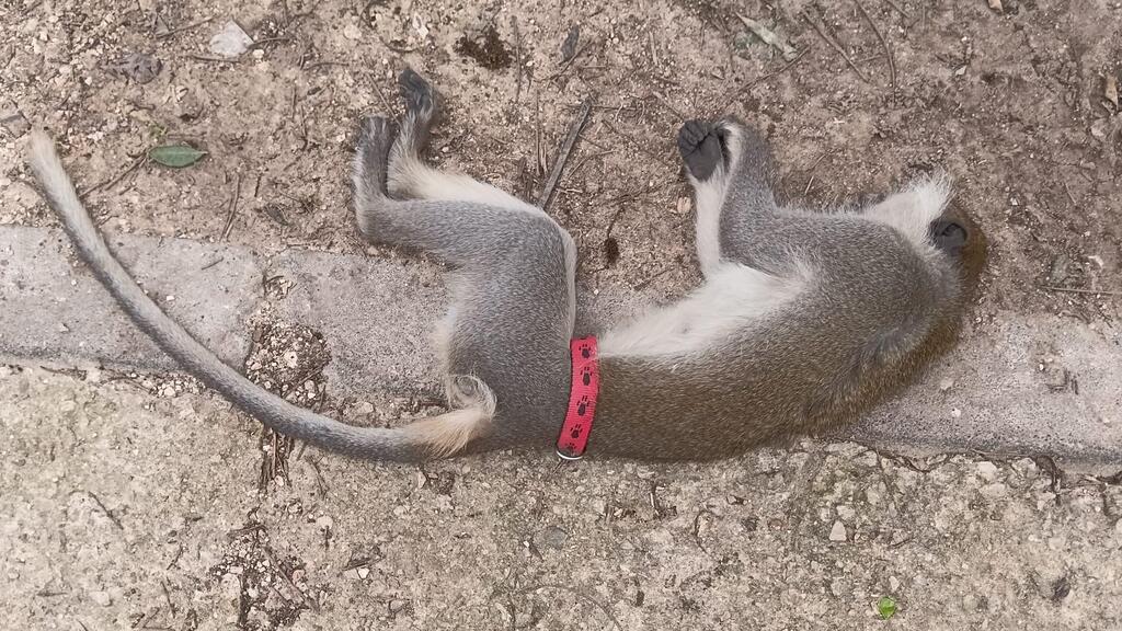 הקוף נמצא בכביש 40 ללא רוח חיים