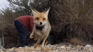 שועל עם משדר GPS העוקב אחר מיקומו