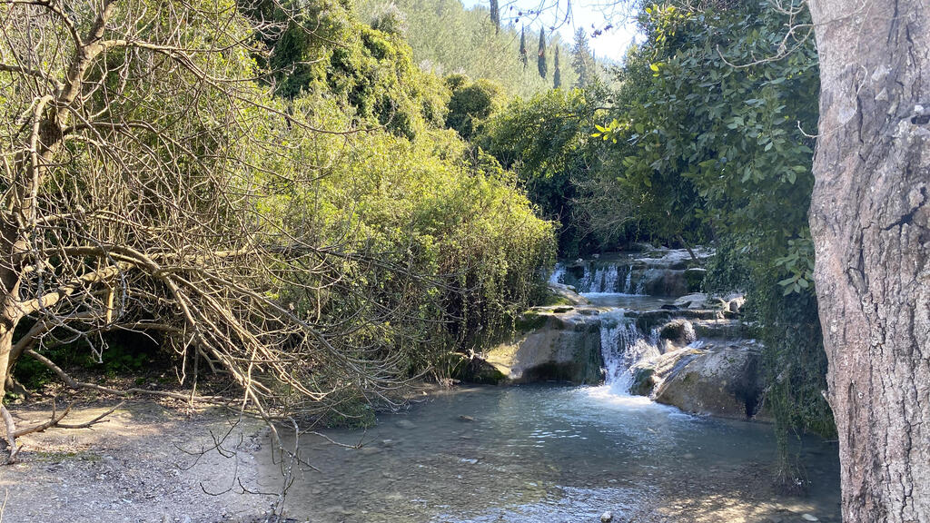 מפלונים בנחל השופט