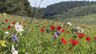 כלניות בעמק השלום
