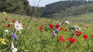 כלניות בעמק השלום