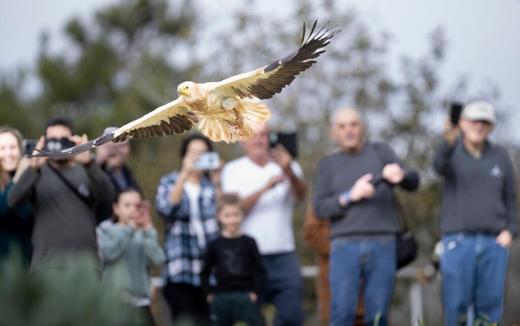 The vulture's release into the wild with the prosthetic leg (Photo: Gil Nehushtan) השחרור לטבע של הרחם עם הרגל התותבת