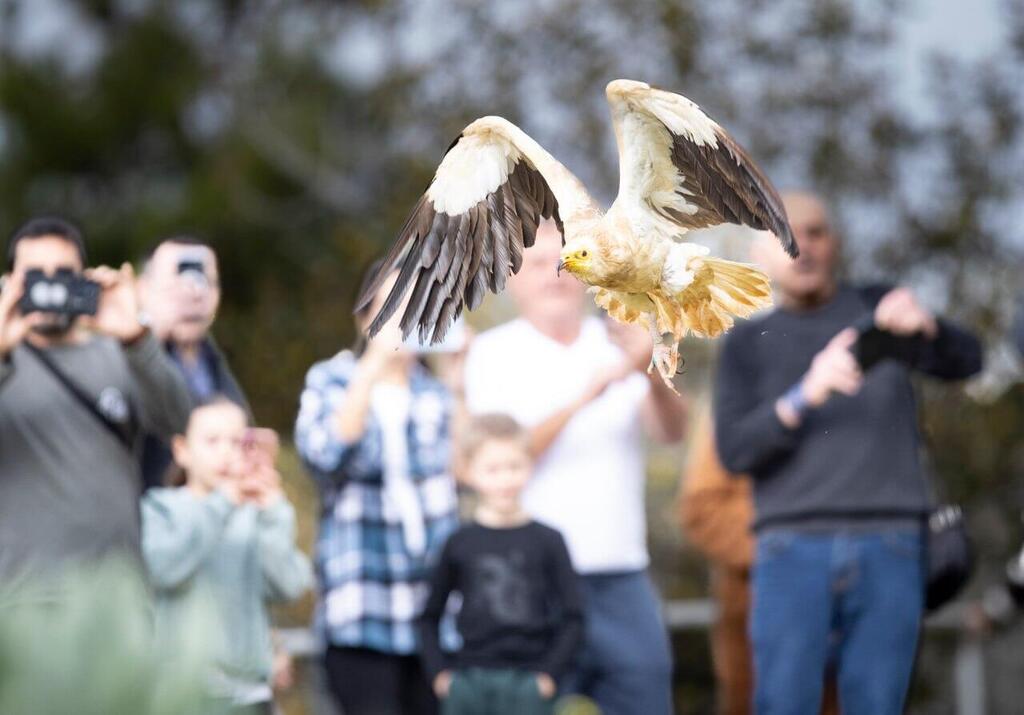 The vulture's release into the wild with the prosthetic leg (Photo: Gil Nechushtan) השחרור לטבע של הרחם עם הרגל התותבת
