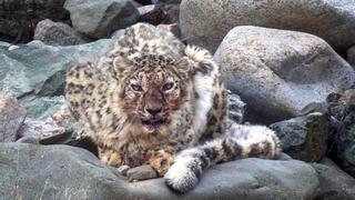 מבט ישיר של נמרת השלג בלדאק