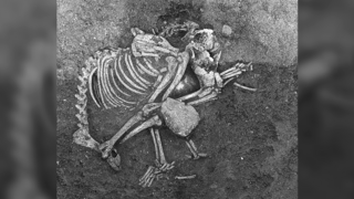 קבורת כלב מתקופת הברזל בעיר צ'ירפאן שבמרכז בולגריה