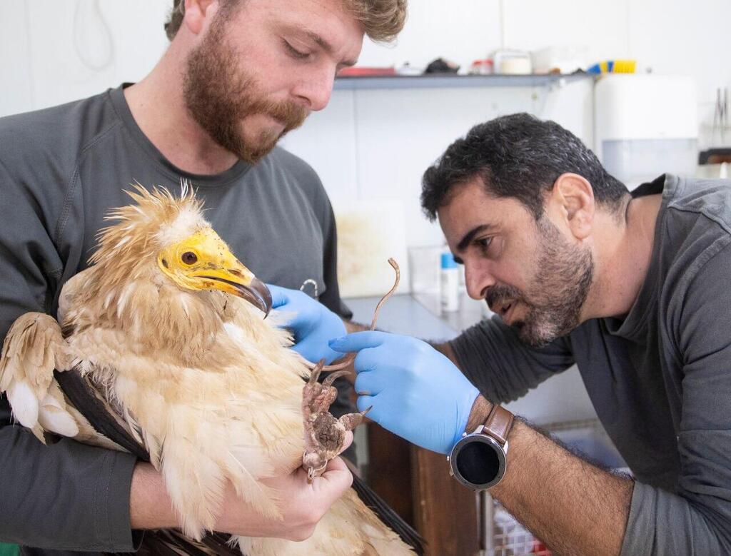 The treatment at the Wildlife Hospital (Photo: Gil Nechushtan) השחרור לטבע של הרחם עם הרגל התותבת