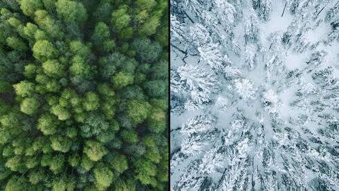 יער בחורף ובקיץ