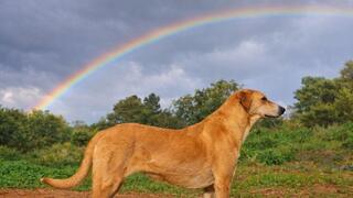 חוות קרן אור