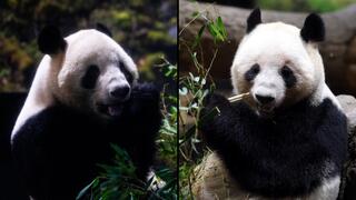 הפנדות שיאו שיאו (משמאל) וליי ליי, לפני פרידתן מגן החיות של אואנו ביפן