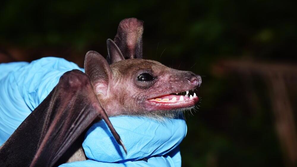 India begins testing bats at zoo (Photo: shutterstock) עטלף עלול לשאת וירוס ניפה