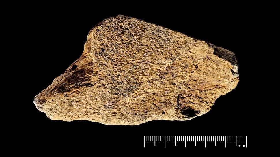 The tool discovered in England (Photo: NHM Photo Unit) החפץ שהתגלה בבריטניה