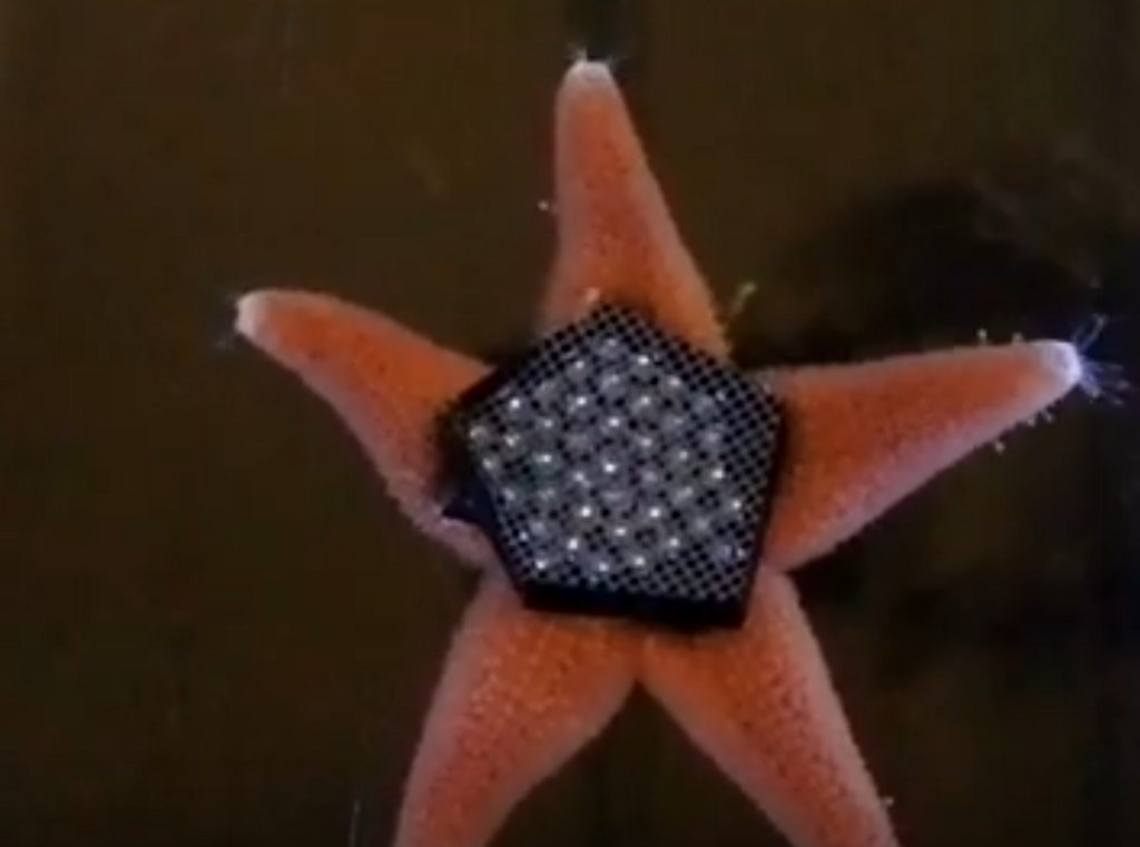 Starfhish in the research (Photo: taken from research) כוכב ים במחקר