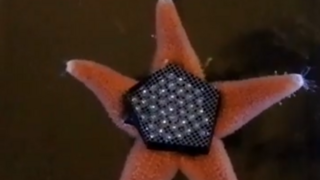 כוכב ים במחקר