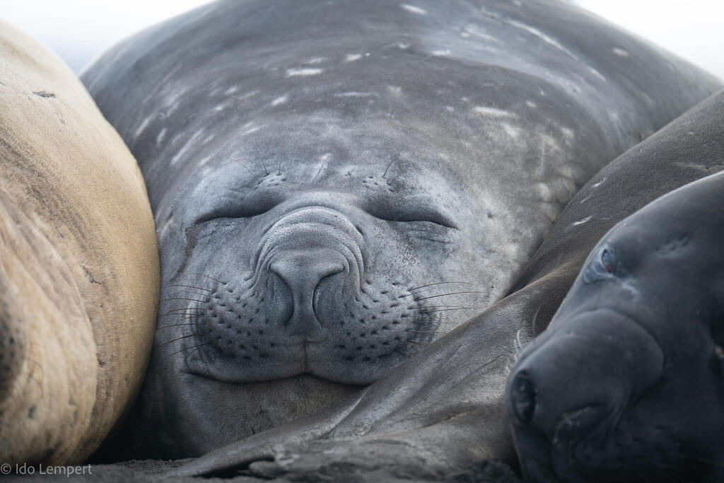 Photo: Ido Lempert פילת ים מרוצה מעצמה במנוחת צהריים. הנקבות שוקלות כ-700 ק"ג. הזכרים 4-3 טונות