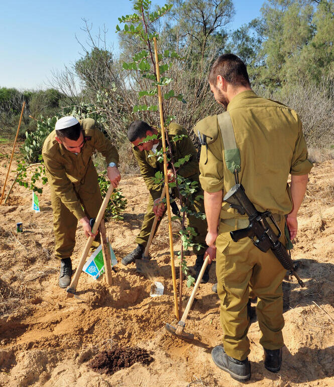 Посадка деревьев в Западном Негеве 