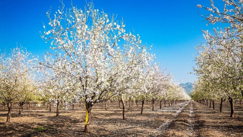Обычно к этом времени в Израиле зацветает миндаль 