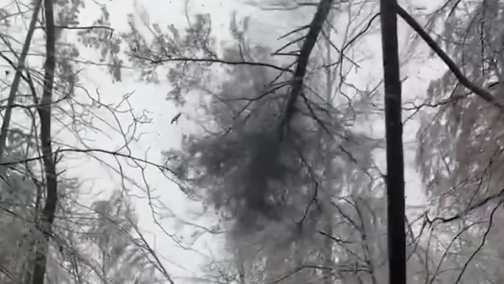 קריסת ענפי עץ אל הקרקע בגלל סדקי הכפור שנגרמו בגל הקור הקיצוני שפוקד את ארצות הברית