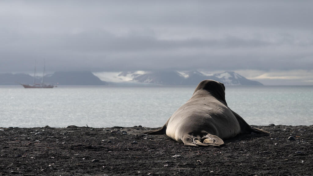 Photo: Ido Lempert פילת ים צופה על המפרץ. עד מתי תישאר היבשת הזו נחלתם הבלעדית של חיות ובעלי כנף?
